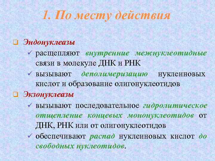  1. По месту действия q Эндонуклеазы  ü расщепляют внутренние межнуклеотидные 