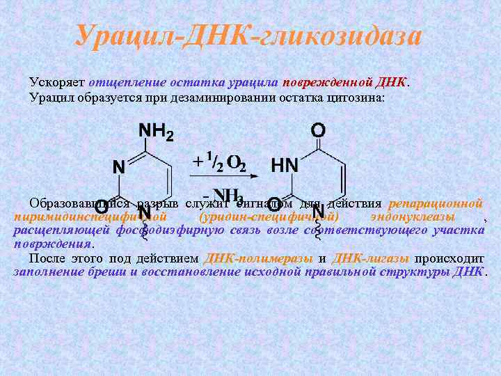 Урацил в днк. Урацил биохимия. ДНК гликозидаза биохимия. Урацил реакции.