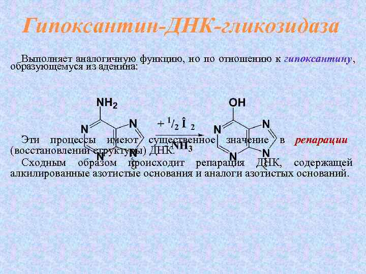  Гипоксантин-ДНК-гликозидаза Выполняет аналогичную функцию,  но по отношению к гипоксантину ,  образующемуся