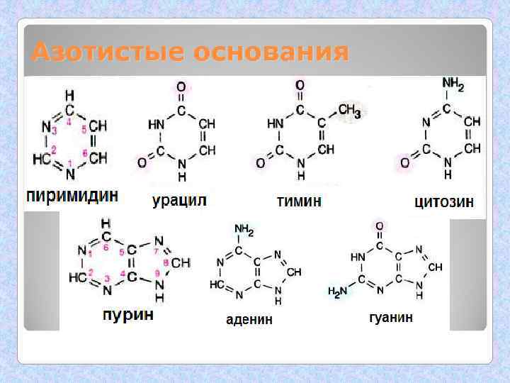 Азотистые основания 