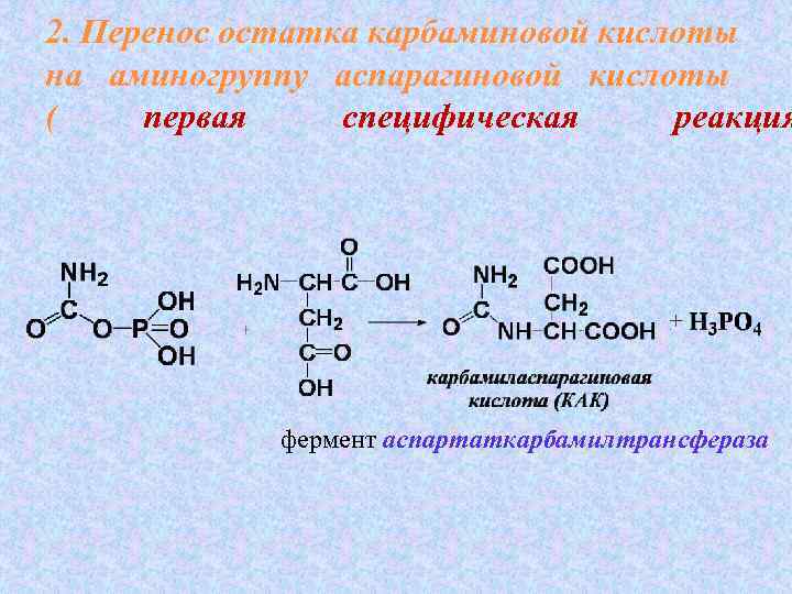 2. Перенос остатка карбаминовой кислоты на аминогруппу аспарагиновой кислоты ( первая специфическая  реакция