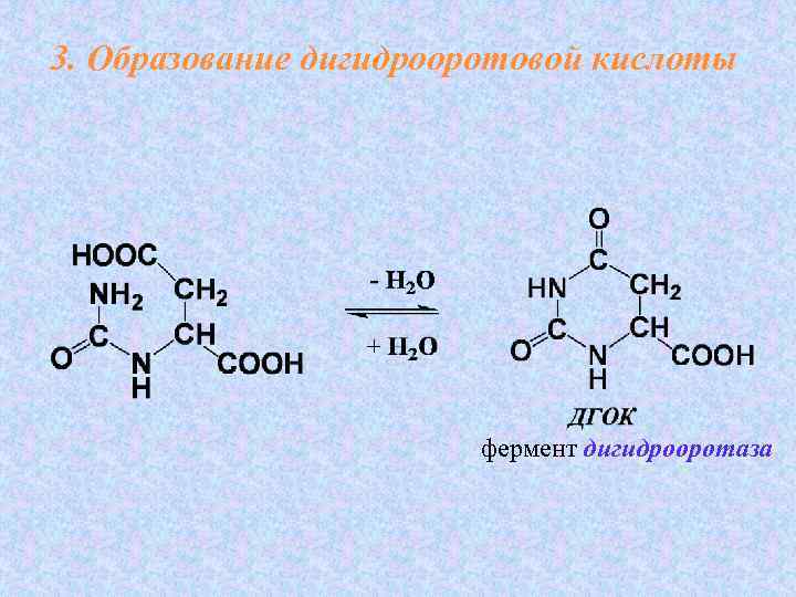 3. Образование дигидрооротовой кислоты     фермент дигидрооротаза 