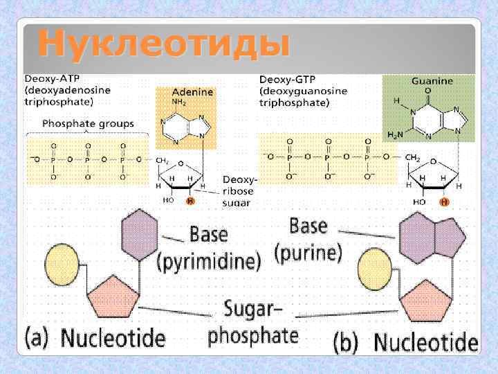 Нуклеотиды 