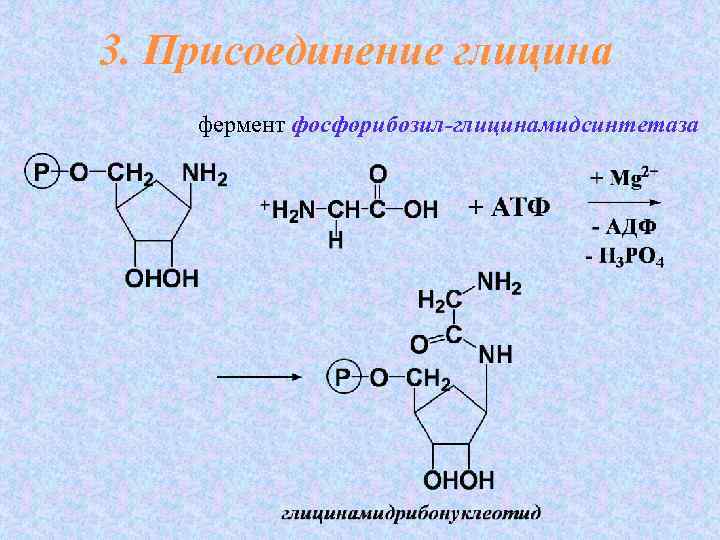 3. Присоединение глицина фермент фосфорибозил-глицинамидсинтетаза 