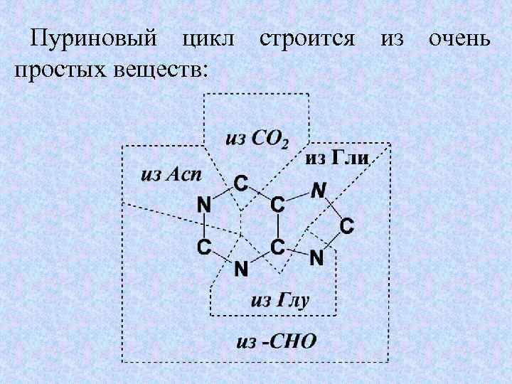  Пуриновый цикл строится из очень простых веществ: 