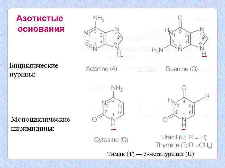 Пурины азотистые основания