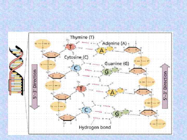 Двойная цепь 