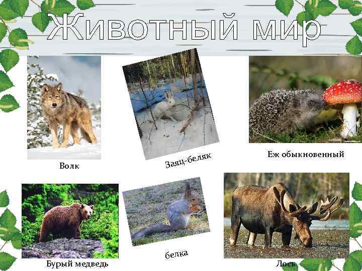 ляк Еж обыкновенный Волк За ляк Еж обыкновенный Волк За