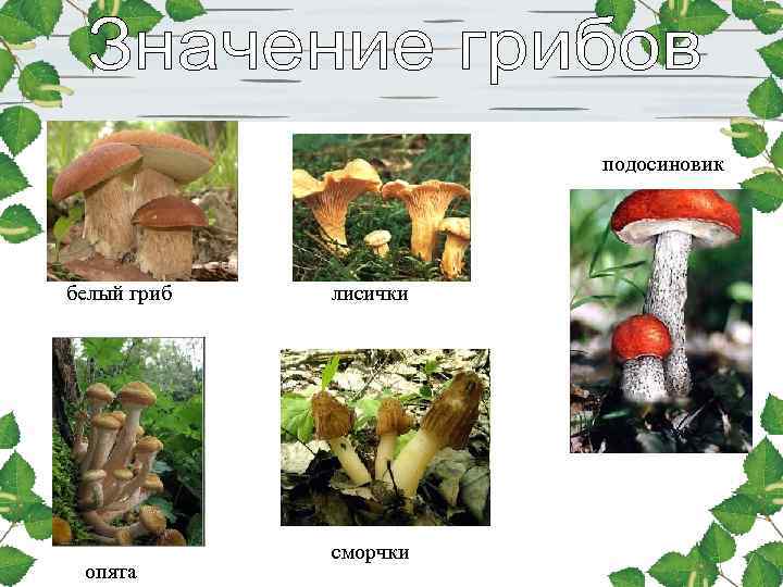 подосиновик белый гриб лисички сморчки опята подосиновик белый гриб лисички сморчки опята