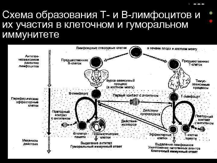 Схема образования Т- и В-лимфоцитов и их участия в клеточном и гуморальном иммунитете 