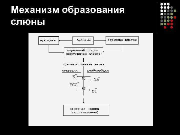 Механизм образования слюны 