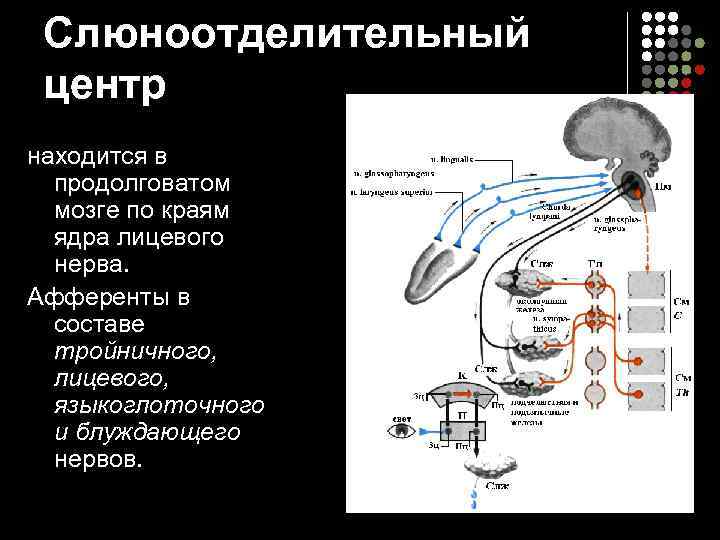  Слюноотделительный центр находится в  продолговатом  мозге по краям  ядра лицевого