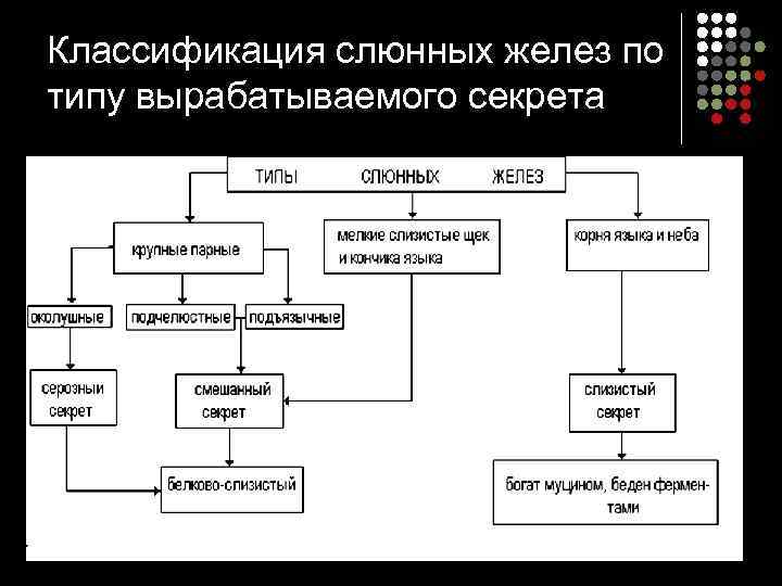 Классификация слюнных желез по типу вырабатываемого секрета 