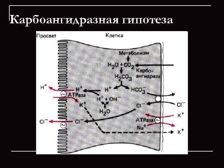 Карбоангидразная гипотеза 