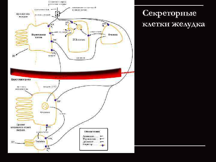 Секреторные клетки желудка 