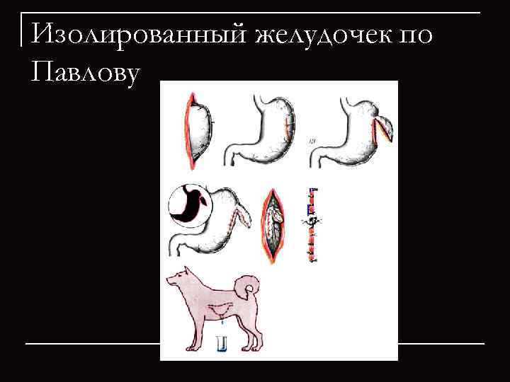 Изолированный желудочек по Павлову 