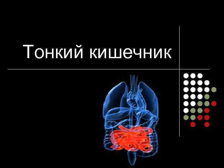 Тонкий кишечник 