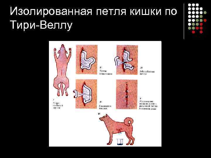 Изолированная петля кишки по Тири Веллу 