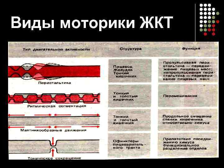Виды моторики ЖКТ 