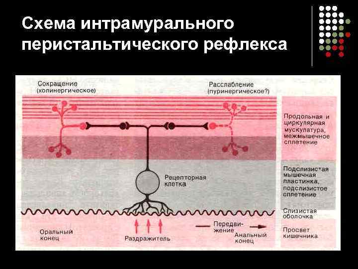 Схема интрамурального перистальтического рефлекса 