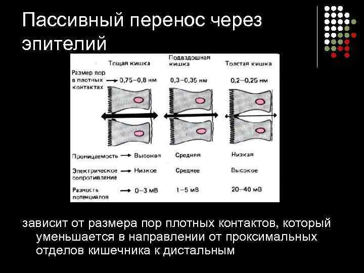 Пассивный перенос через эпителий зависит от размера пор плотных контактов, который  уменьшается в