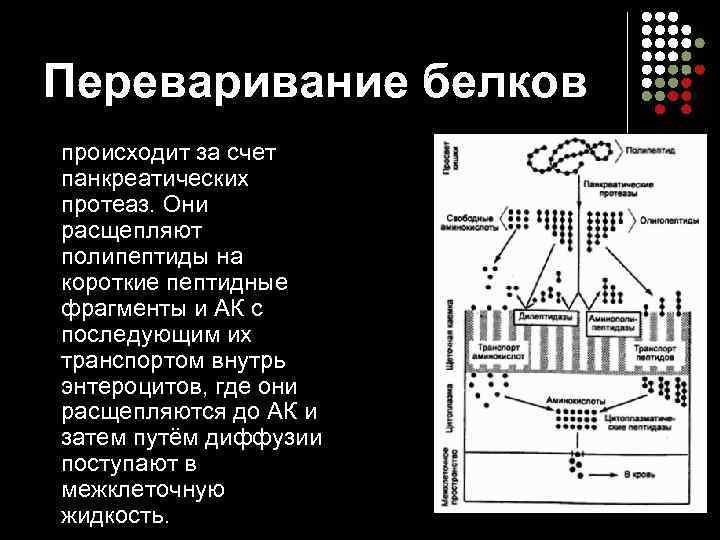Переваривание белков происходит за счет панкреатических протеаз. Они расщепляют полипептиды на короткие пептидные фрагменты