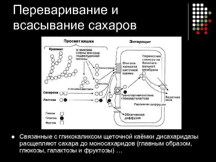 Переваривание и всасывание сахаров l  Связанные с гликокаликсом щеточной каёмки дисахаридазы расщепляют сахара
