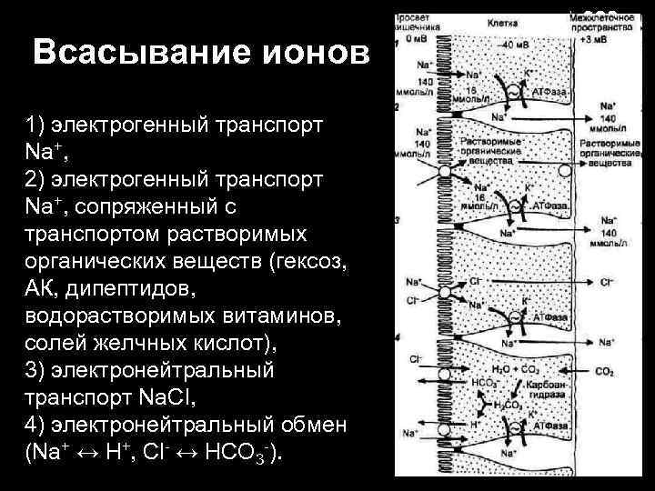 Всасывание ионов 1) электрогенный транспорт Na+,  2) электрогенный транспорт Na+, сопряженный с транспортом