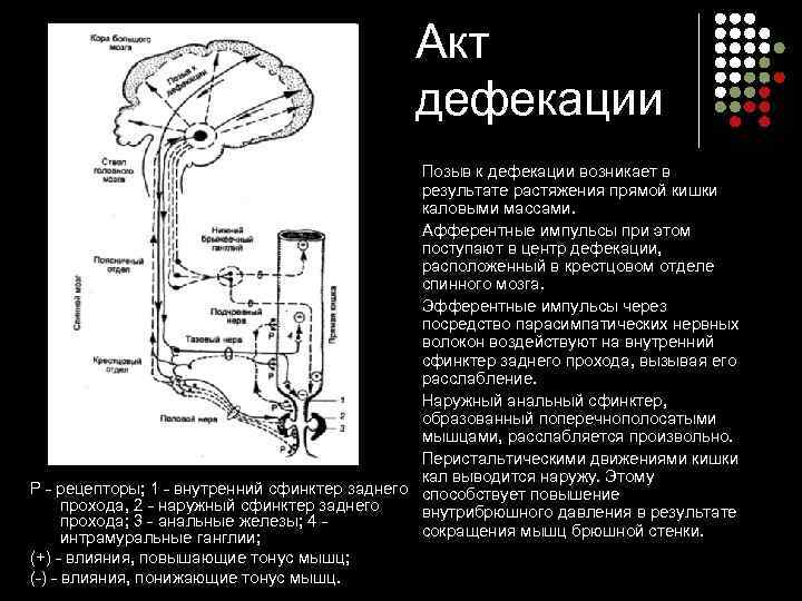      Акт     дефекации   