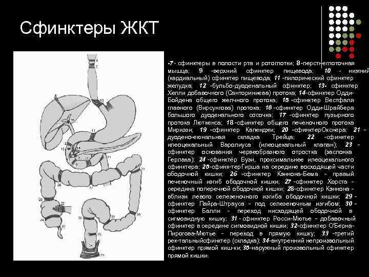 Сфинктеры ЖКТ   -7 - сфинктеры в полости рта и ротоглотки; 8 перстнеглоточная