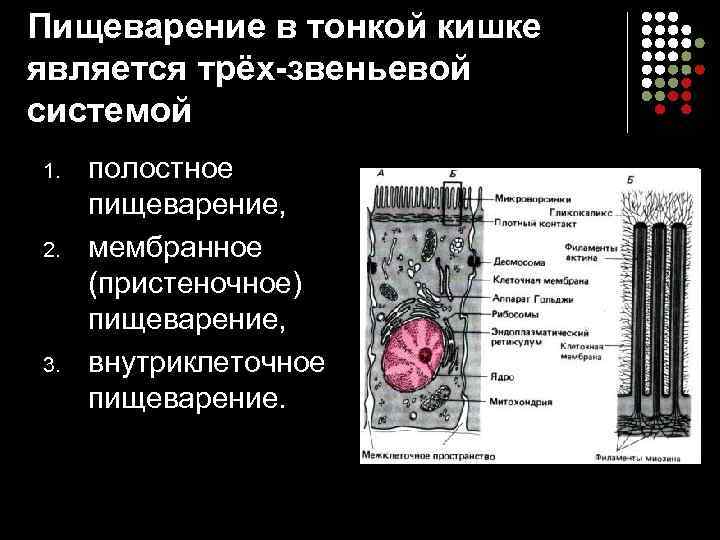Пищеварение в тонкой кишке является трёх-звеньевой системой 1.  полостное  пищеварение,  2.
