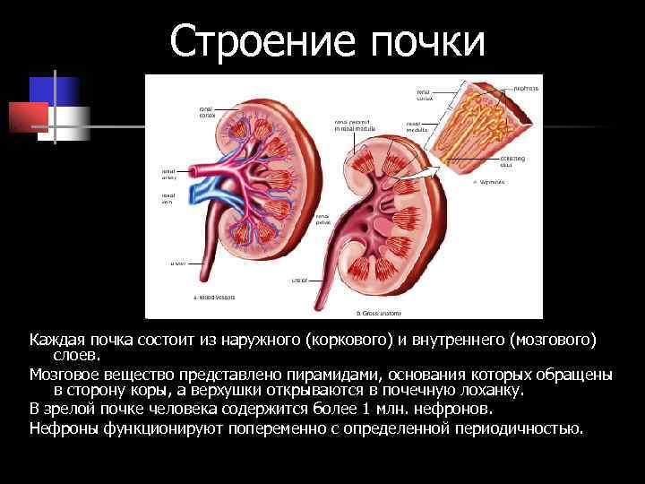 Строение и строение почек презентация