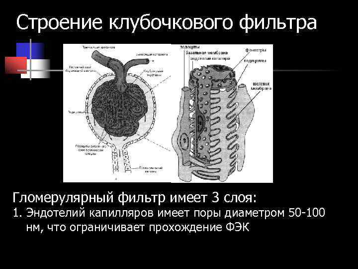 Строение клубочкового фильтра Гломерулярный фильтр имеет 3 слоя: 1. Эндотелий капилляров имеет поры диаметром Строение клубочкового фильтра Гломерулярный фильтр имеет 3 слоя: 1. Эндотелий капилляров имеет поры диаметром