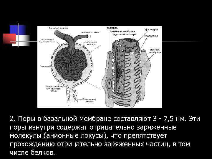 2. Поры в базальной мембране составляют 3 - 7, 5 нм. Эти поры изнутри 2. Поры в базальной мембране составляют 3 - 7, 5 нм. Эти поры изнутри