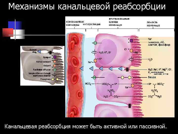 Механизмы канальцевой реабсорбции Канальцевая реабсорбция может быть активной или пассивной. Механизмы канальцевой реабсорбции Канальцевая реабсорбция может быть активной или пассивной.