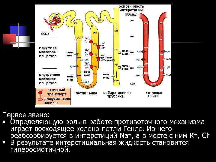Первое звено: § Определяющую роль в работе противоточного механизма играет восходящее колено петли Первое звено: § Определяющую роль в работе противоточного механизма играет восходящее колено петли