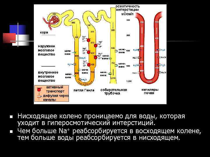 n Нисходящее колено проницаемо для воды, которая уходит в гиперосмотический интерстиций. n n Нисходящее колено проницаемо для воды, которая уходит в гиперосмотический интерстиций. n