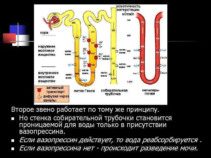Второе звено работает по тому же принципу. n Но стенка собирательной трубочки становится Второе звено работает по тому же принципу. n Но стенка собирательной трубочки становится