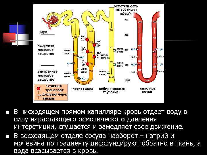n В нисходящем прямом капилляре кровь отдает воду в силу нарастающего осмотического давления n В нисходящем прямом капилляре кровь отдает воду в силу нарастающего осмотического давления