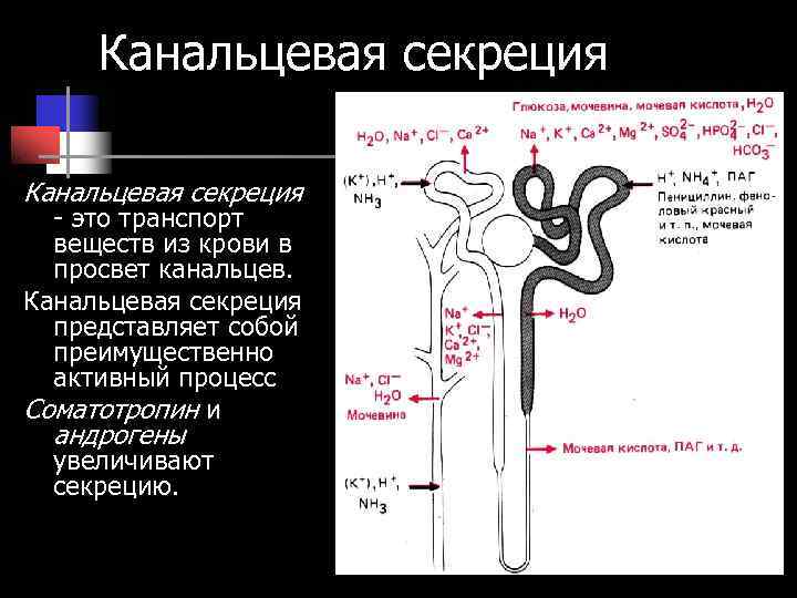 Канальцевая секреция - это транспорт веществ из крови в просвет Канальцевая секреция - это транспорт веществ из крови в просвет