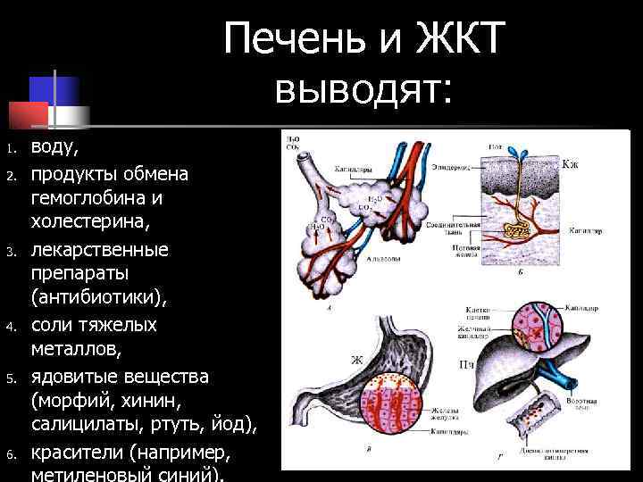 Выделительная система человека картинки