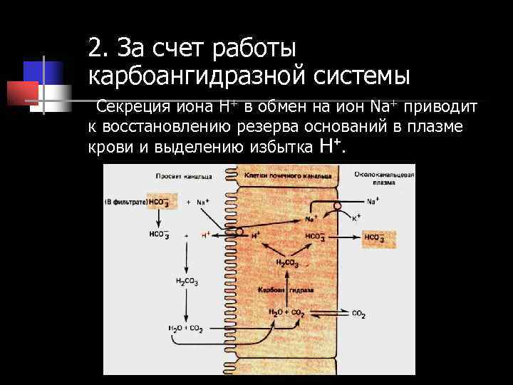 2. За счет работы карбоангидразной системы Секреция иона Н+ в обмен на ион Nа+ 2. За счет работы карбоангидразной системы Секреция иона Н+ в обмен на ион Nа+
