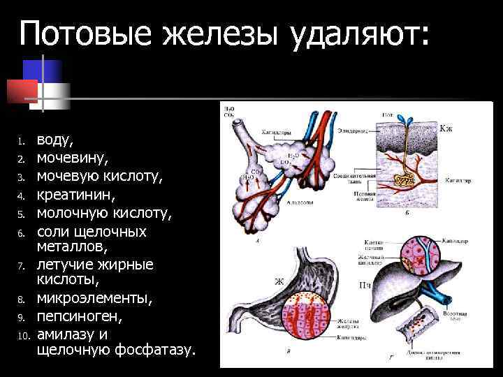 Потовые железы удаляют: 1. воду, 2. мочевину, 3. мочевую кислоту, 4. креатинин, 5. Потовые железы удаляют: 1. воду, 2. мочевину, 3. мочевую кислоту, 4. креатинин, 5.