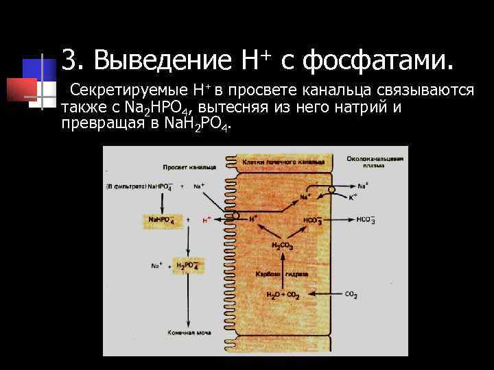 3. Выведение Н+ с фосфатами. Секретируемые Н+ в просвете канальца связываются также с 3. Выведение Н+ с фосфатами. Секретируемые Н+ в просвете канальца связываются также с
