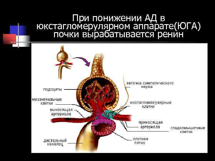 При понижении АД в юкстагломерулярном аппарате(ЮГА) почки вырабатывается ренин При понижении АД в юкстагломерулярном аппарате(ЮГА) почки вырабатывается ренин