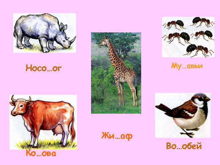 Носо…ог  Му…авьи    Жи…аф    Во…обей Ко…ова 