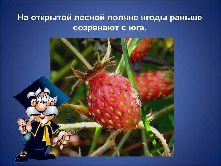 На открытой лесной поляне ягоды раньше  созревают с юга. 