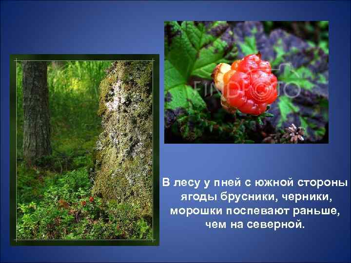 В лесу у пней с южной стороны  ягоды брусники, черники,  морошки поспевают