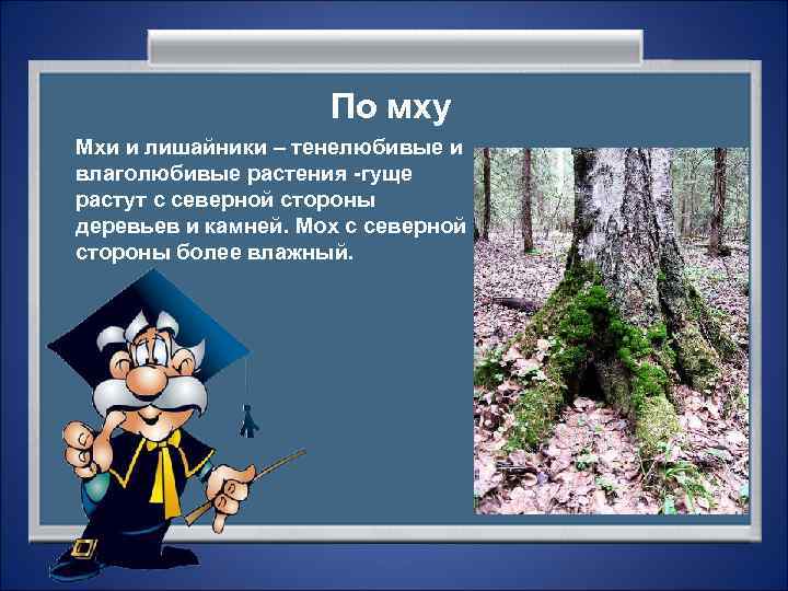      По мху Мхи и лишайники – тенелюбивые и влаголюбивые