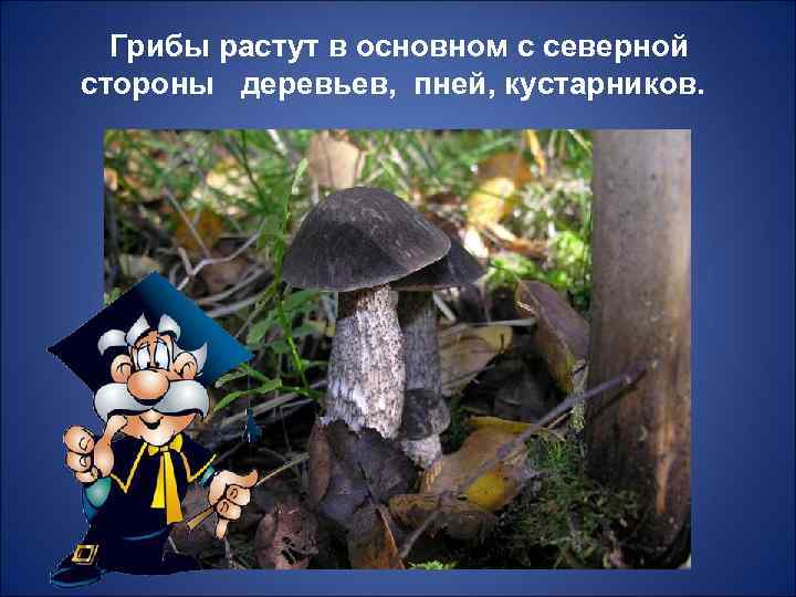  Грибы растут в основном с северной стороны деревьев, пней, кустарников. 
